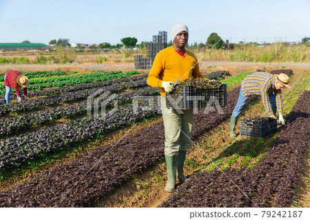 Male gardener harvests red arugula on plantation 79242187
