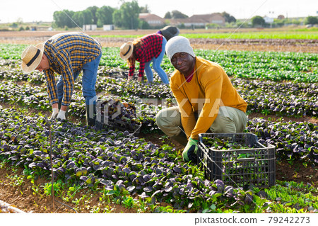 Afro american man farmer harvesting red canonigos Afro american man farmer harvesting red canonigos 79242273