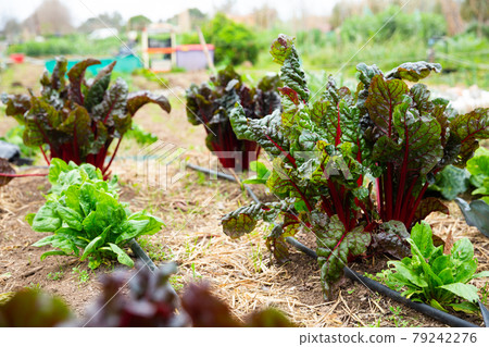 Growing mangold in the garden Growing mangold in the garden 79242276