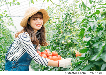 收穫西紅柿的女人 收穫西紅柿的女人 79242300