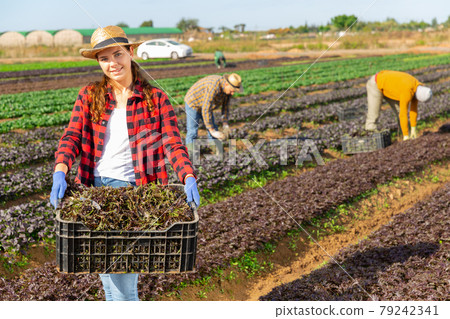 Female gardener holding crate with red mizuna Female gardener holding crate with red mizuna 79242341