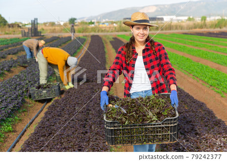 Female gardener holding crate with red mizuna Female gardener holding crate with red mizuna 79242377