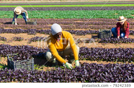 Farmer harvesting and peeling red spinach on field 79242389