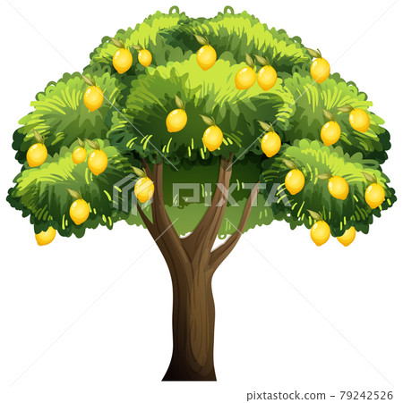 Lemon tree isolated on white background - Stock Illustration [79242526 ...