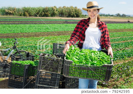 Woman cutting ripe mustard leaf on farm field. Harvest time 79242595