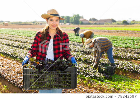 Woman farmer carrying box with picked komatsuna 79242597