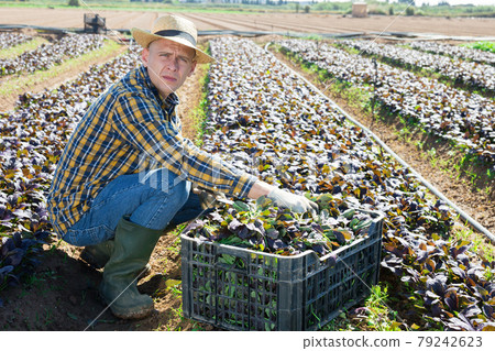 Portrait of man farmer harvesting red canonigo Portrait of man farmer harvesting red canonigo 79242623