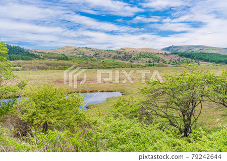 [長野縣]霧峰/八島原沼澤 79242644