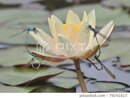 Two pairs of damselflies rest on the left and right of the beautiful flowers of white water lilies Two pairs of damselflies rest on the left and right of the beautiful flowers of white water lilies 79242813