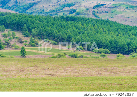 [Nagano Prefecture] Kirigamine / Yashimagahara Marsh grassland image 79242827