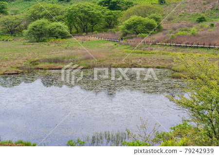 [Nagano Prefecture] Kirigamine / Yashimagahara Marsh Image 79242939