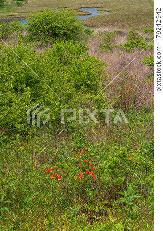[Nagano Prefecture] Kirigamine / Yashimagahara Marsh Image 79242942