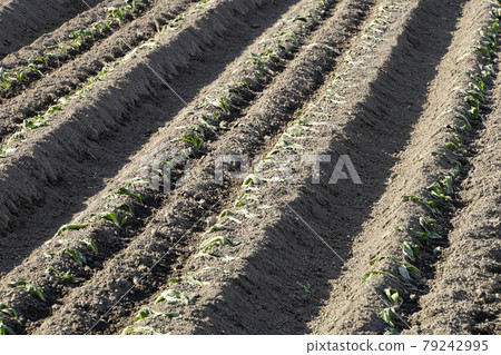 Planting mustard of leafy vegetables 79242995