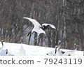 Cranes of the snowy field 79243119