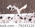 Crane dance festival 79243120