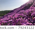 Moss phlox  79243122