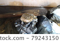 Unkyu shell dried 79243150