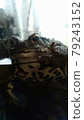 Toad to peace 79243152
