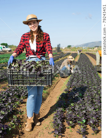 Woman farmer holding crate with harvest of fresh red canonigos 79243451