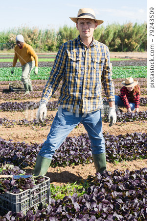 Male gardener in straw hat harvesting red romaine 79243509