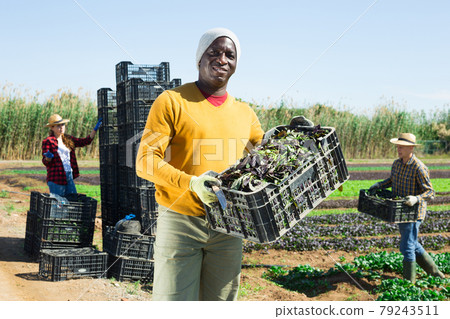 Farmer standing on vegetable plantation with box of freshly picked red spinach in hands during harvest 79243511