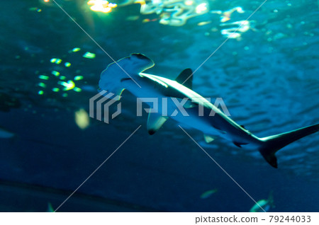 Hammerhead shark swimming Hammerhead shark swimming 79244033