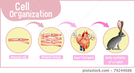 Diagram showing cell organization in a rabbit 79244086