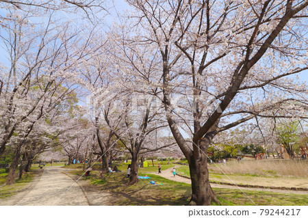 埼玉縣蓮田市的春天西城沼公園 79244217