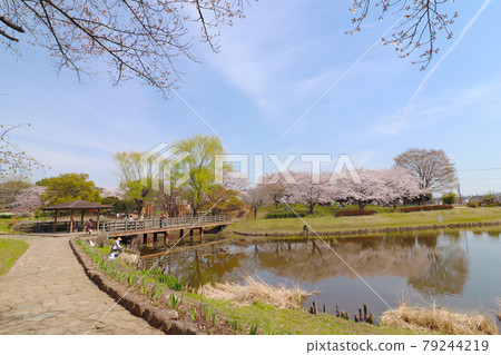 埼玉縣蓮田市的春天西城沼公園 79244219