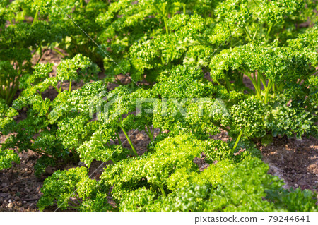 Lots of parsley growing in the greenhouse 79244641