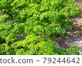 溫室里長著很多歐芹 79244642