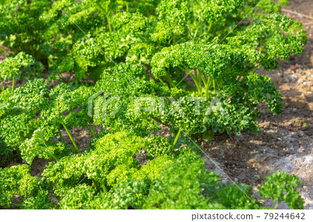 Lots of parsley growing in the greenhouse 79244642