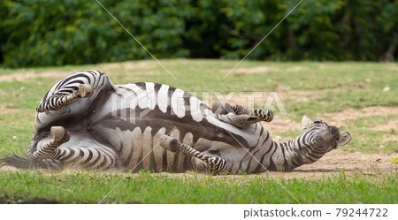 Rolling zebra 79244722