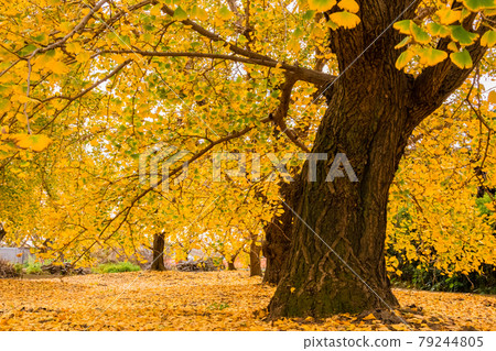 A town dyed in golden color in autumn <Inazawa City, Aichi Prefecture> 79244805