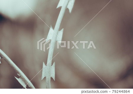 close-up of barbed wire. concept of horrors of concentration camp close-up of barbed wire. concept of horrors of concentration camp 79244864