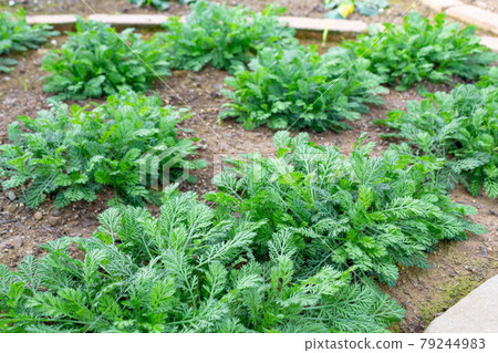 Anthemis Tedworth with no flowers yet 79244983