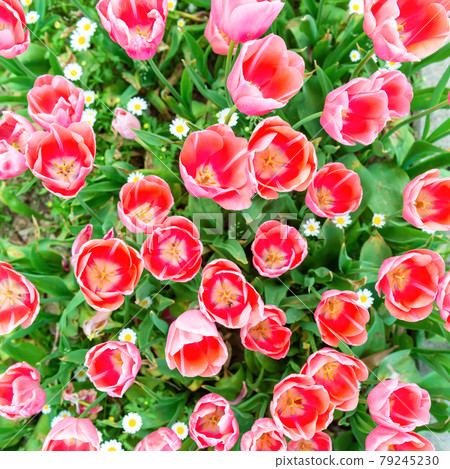 Yellow tulips flowers Yellow tulips flowers 79245230