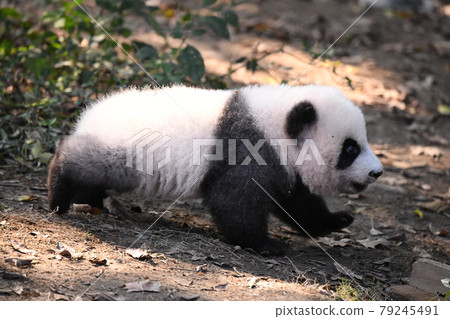 行走的小灰熊貓 行走的小灰熊貓 79245491