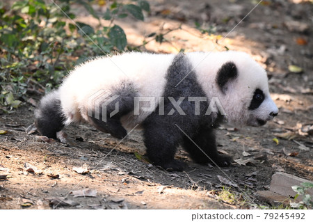 行走的小灰熊貓 79245492