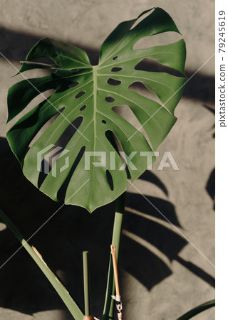 A large green leaf of a houseplant with hard shadows 79245619
