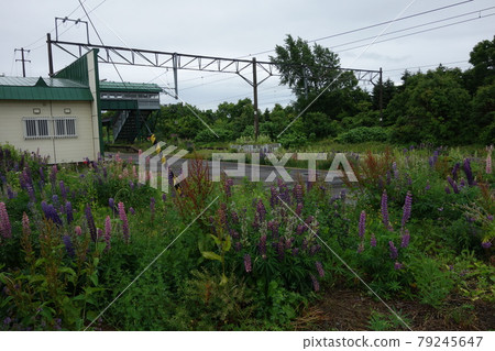 Flowers in the station yard of Hokkaido 79245647