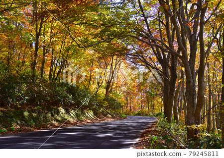 Autumn Route 102 79245811