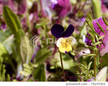 Flowers blooming in the field 79245903