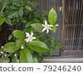 Lemon flower Lemon flower Lemon tree Lemon tree Lemon flower Lemon flower Lemon tree Lemon tree 79246240