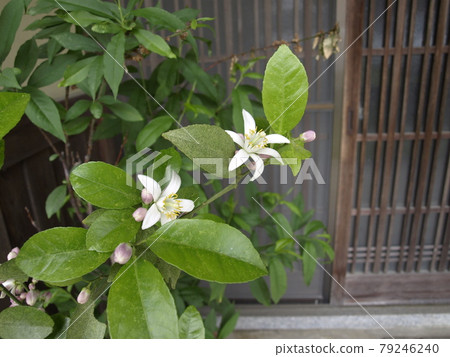 Lemon flower Lemon flower Lemon tree Lemon tree Lemon flower Lemon flower Lemon tree Lemon tree 79246240