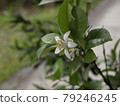 Lemon flower Lemon flower Lemon tree Lemon tree Lemon flower Lemon flower Lemon tree Lemon tree 79246245
