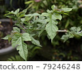 Morus alba tree Mulberry tree Morus alba tree Mulberry tree 79246248