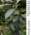 Laurel leaves bay leaf Laurel leaves bay leaf 79246582