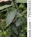 Laurel leaves bay leaf Laurel leaves bay leaf 79246583