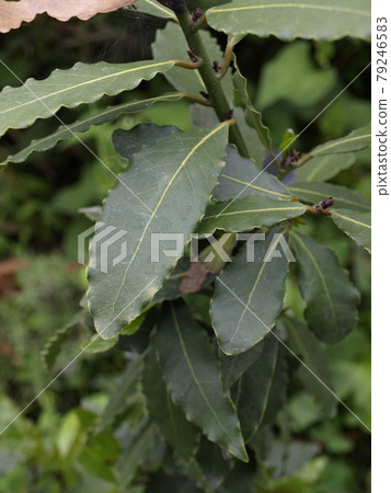Laurel leaves bay leaf Laurel leaves bay leaf 79246583